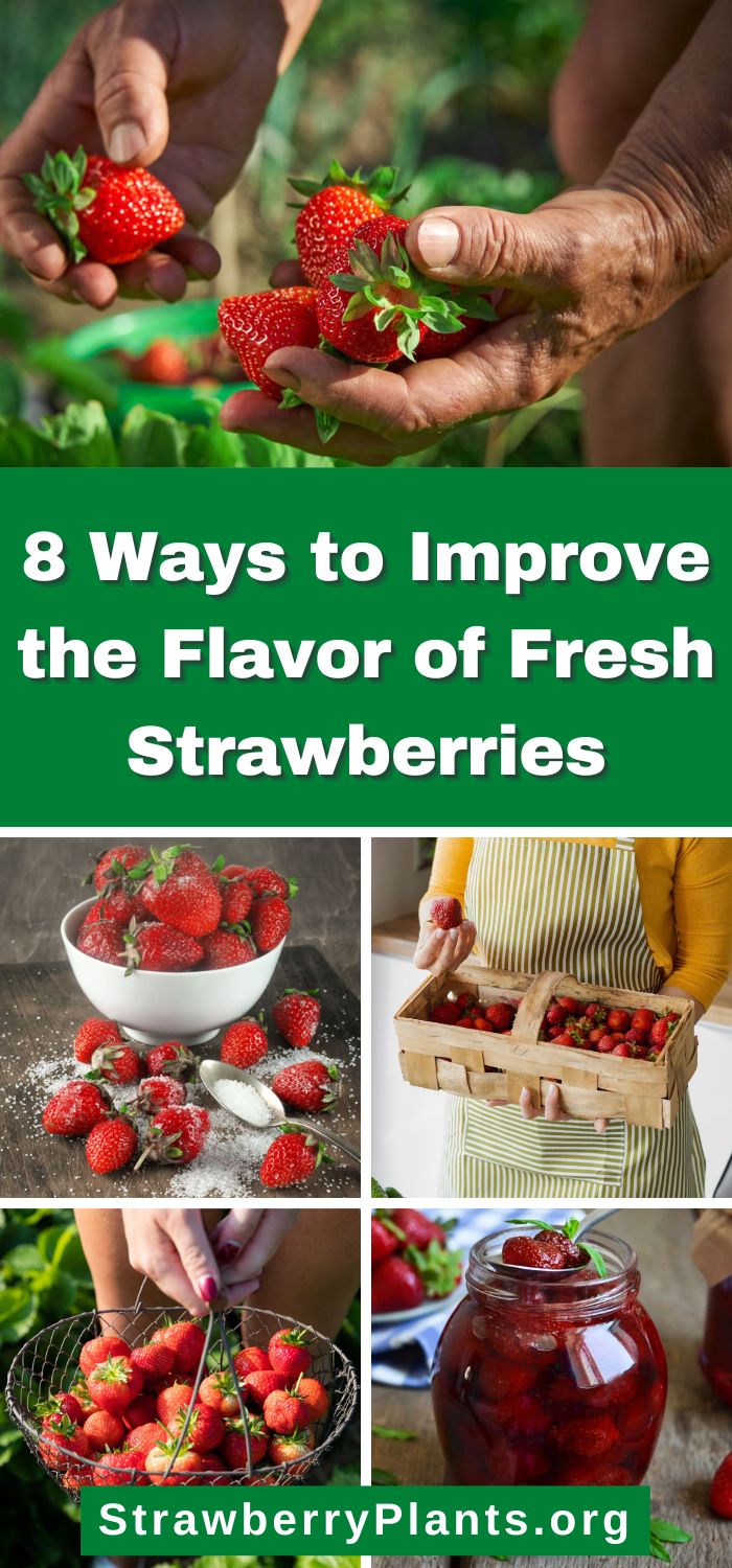 8 Ways to Improve the Flavor of Fresh Strawberries Strawberry Plants
