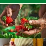 8 Ways to Improve the Flavor of Fresh Strawberries pinterest image.