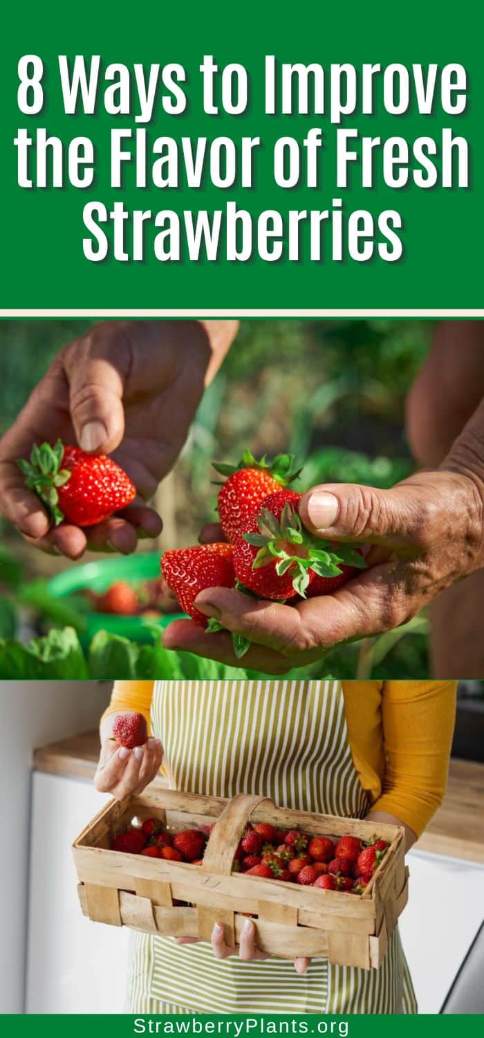 8 Ways to Improve the Flavor of Fresh Strawberries Strawberry Plants