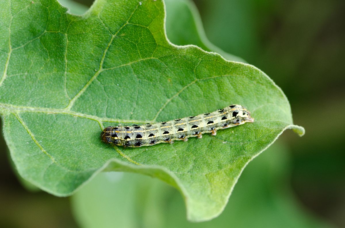 Cutworm on a green leaf.