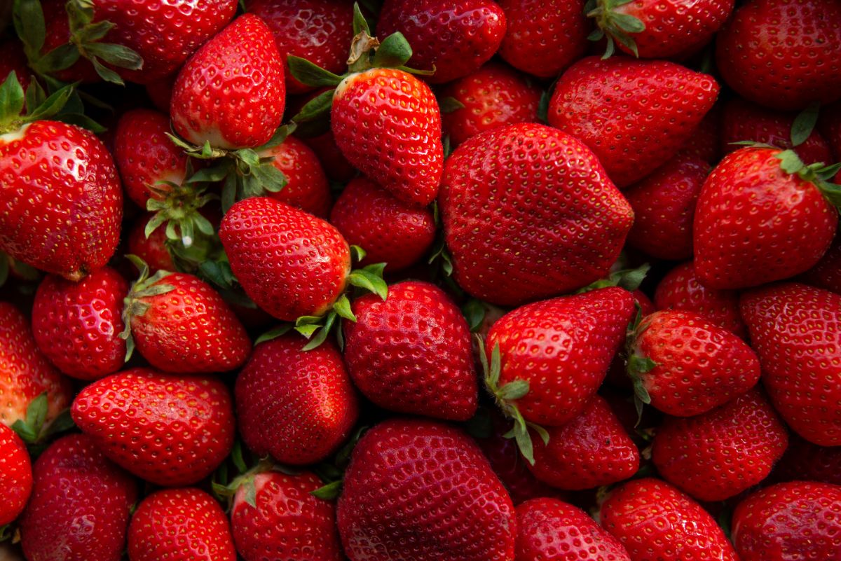 Plenty of fresh ripe sweet strawberries