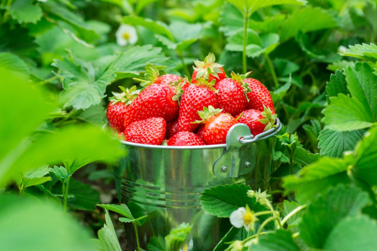 Bucket full of fresh ripe strawberries in strawberry plants