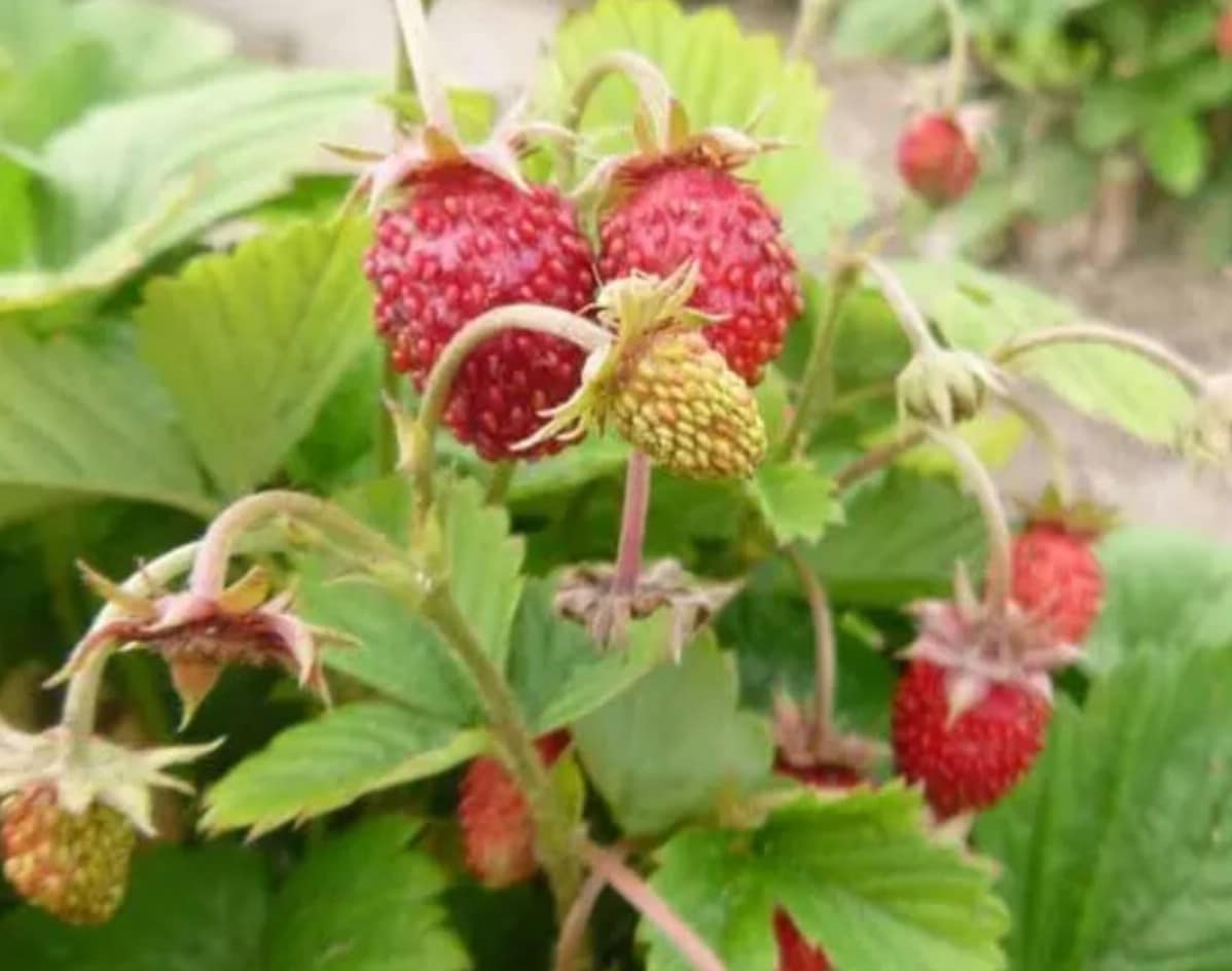 Alpine Alexandria wild strawberry variety ready to be harvested.