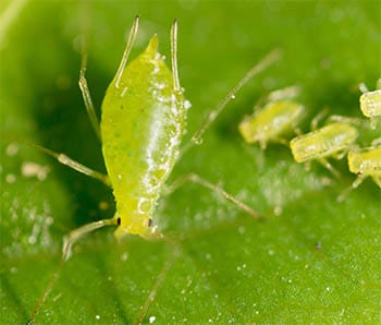 Aphids transmit viral diseases in strawberries