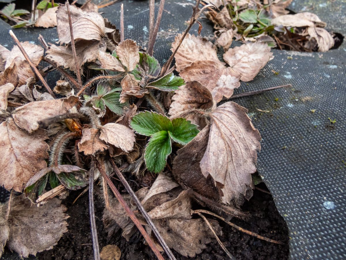 Very dry strawberry plant near black foil