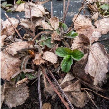 Dried up strawberry plant