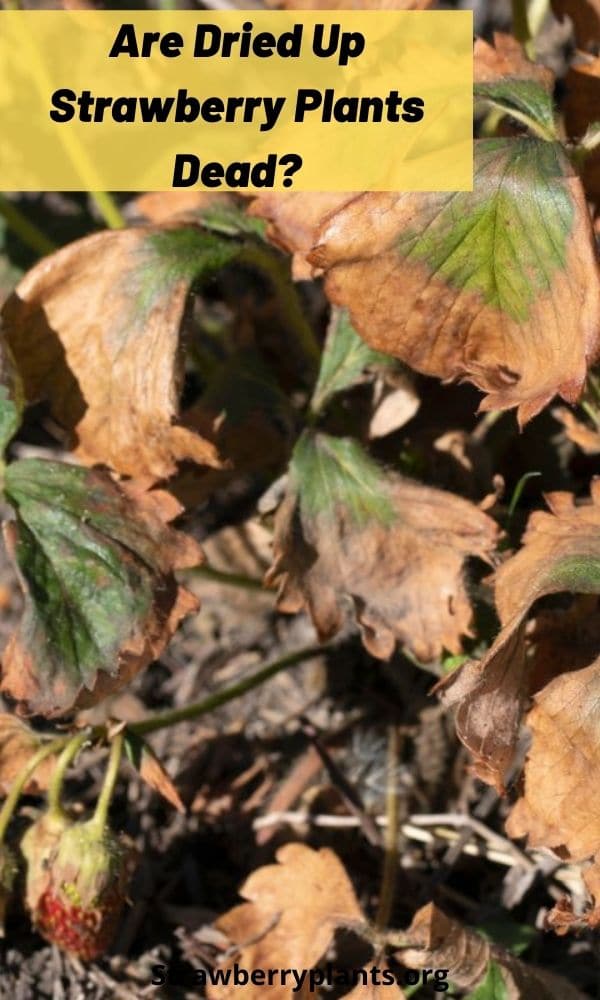 Are Dried Up Strawberry Plants Dead? Strawberry Plants