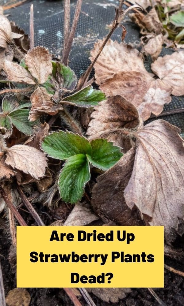 Are Dried Up Strawberry Plants Dead? Strawberry Plants