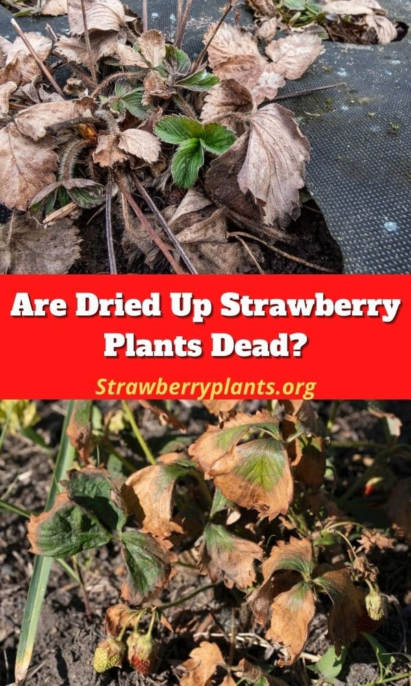 Are Dried Up Strawberry Plants Dead? Strawberry Plants