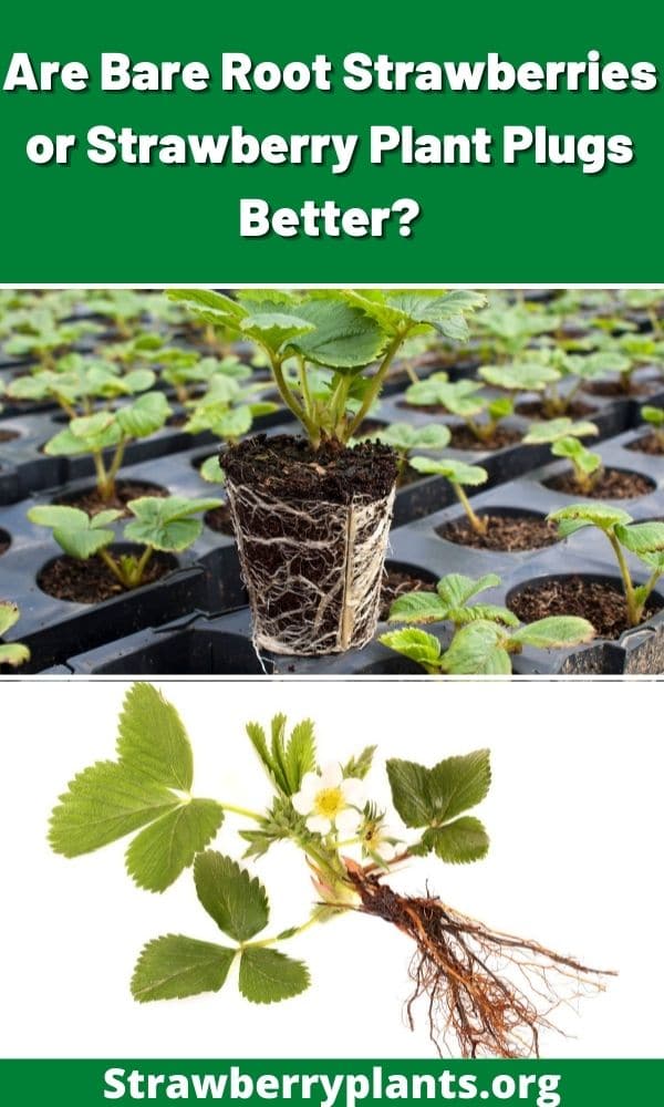 Are Bare Root Strawberries or Strawberry Plant Plugs Better?