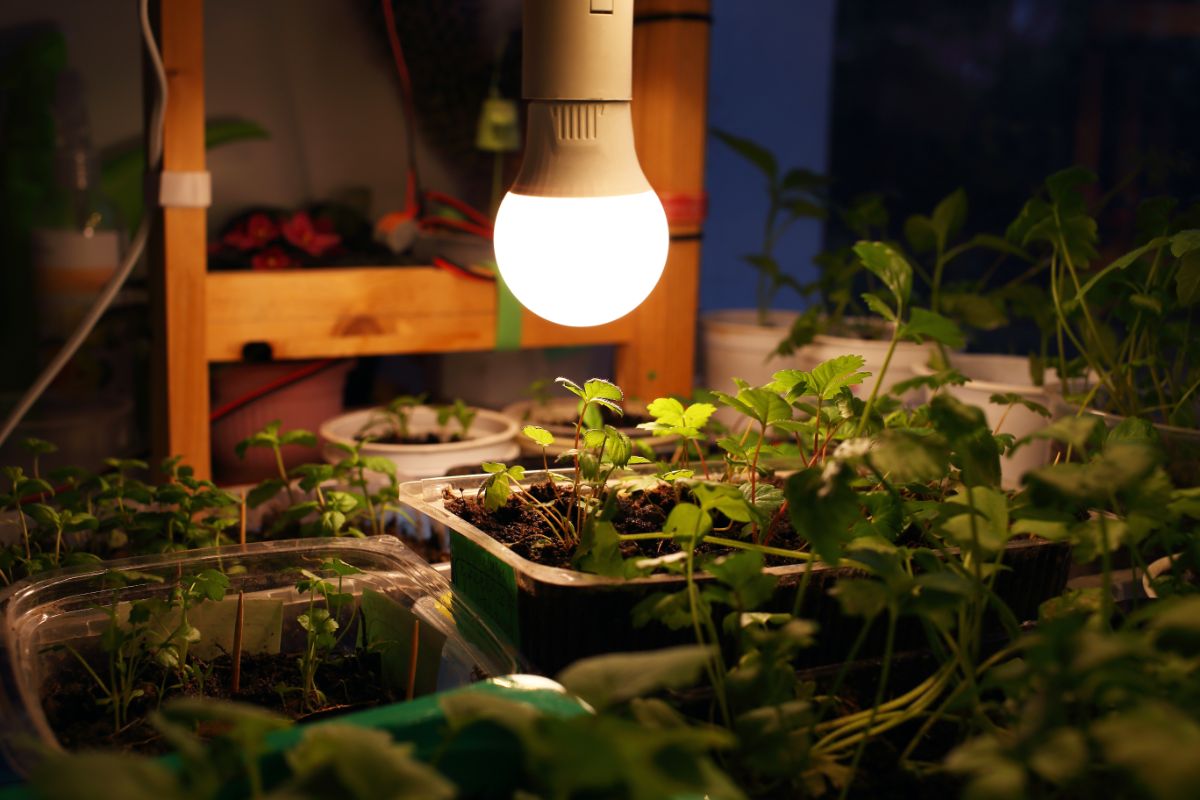Light bulb over strawberyy seedlings in containers