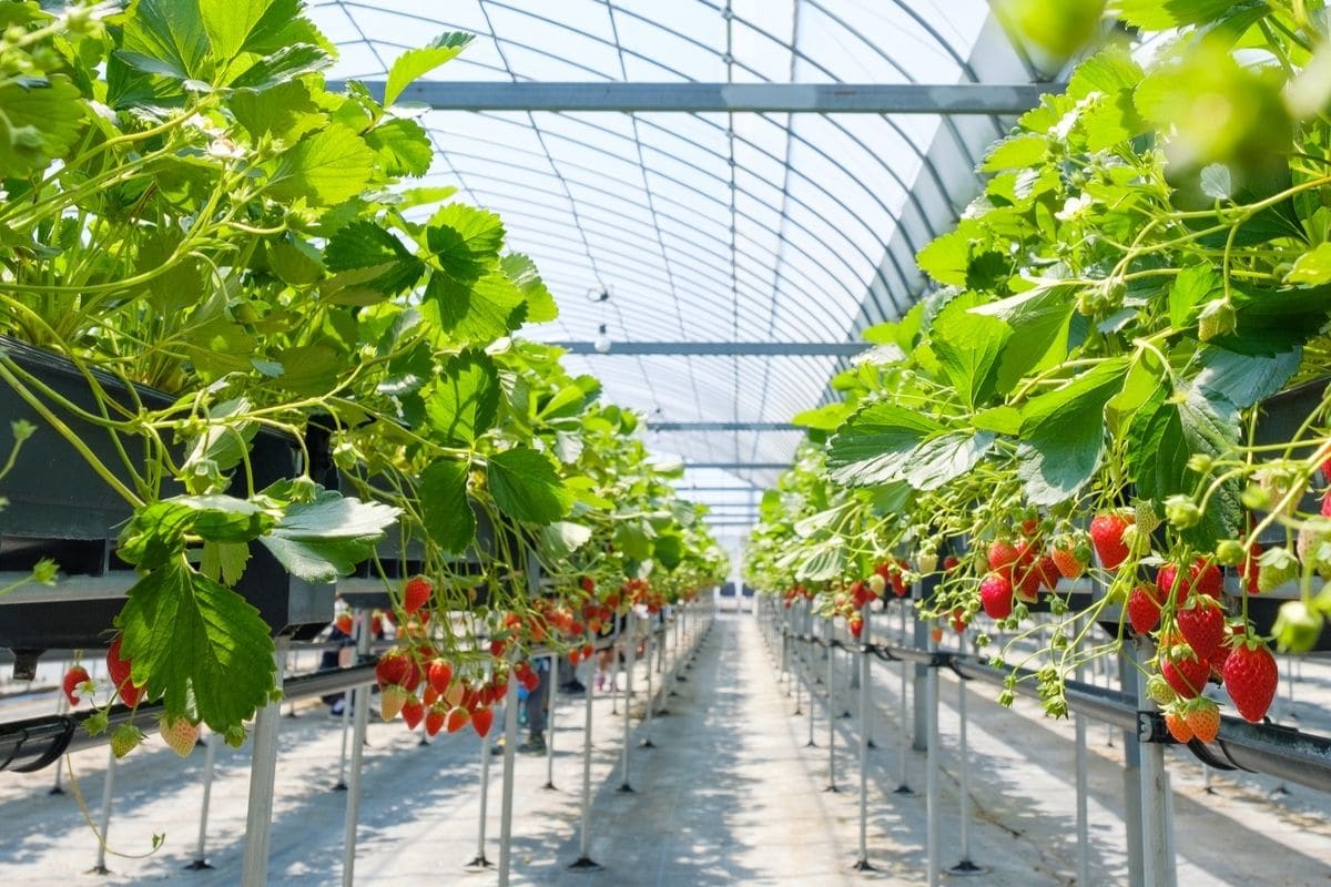 Strawberry indoor farm on sunny day