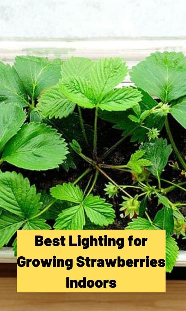 Best Lighting for Growing Strawberries Indoors Guide)
