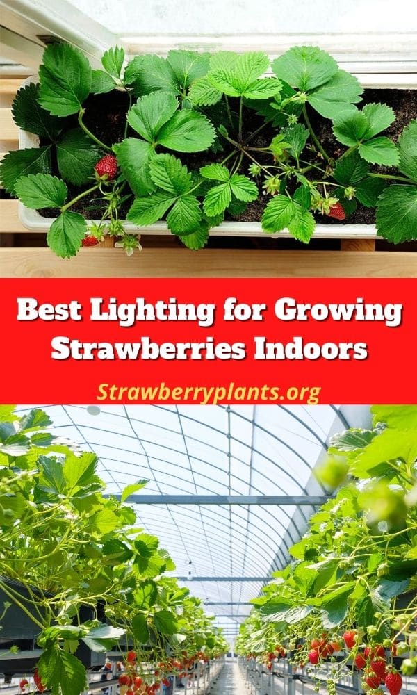 Best Lighting for Growing Strawberries Indoors Guide)