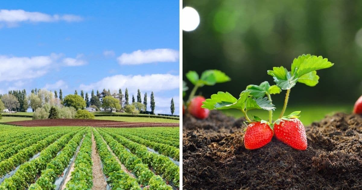Best Location for Strawberry Plants Strawberry Plants