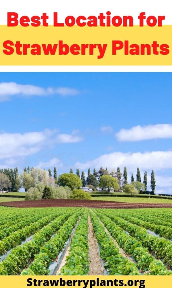 Best Location for Strawberry Plants Strawberry Plants