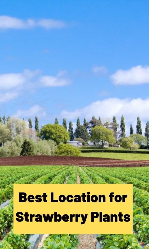 Best Location for Strawberry Plants Strawberry Plants