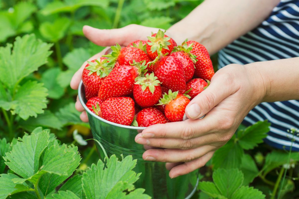 Woman holding bowl full of fresh ripe strawberries