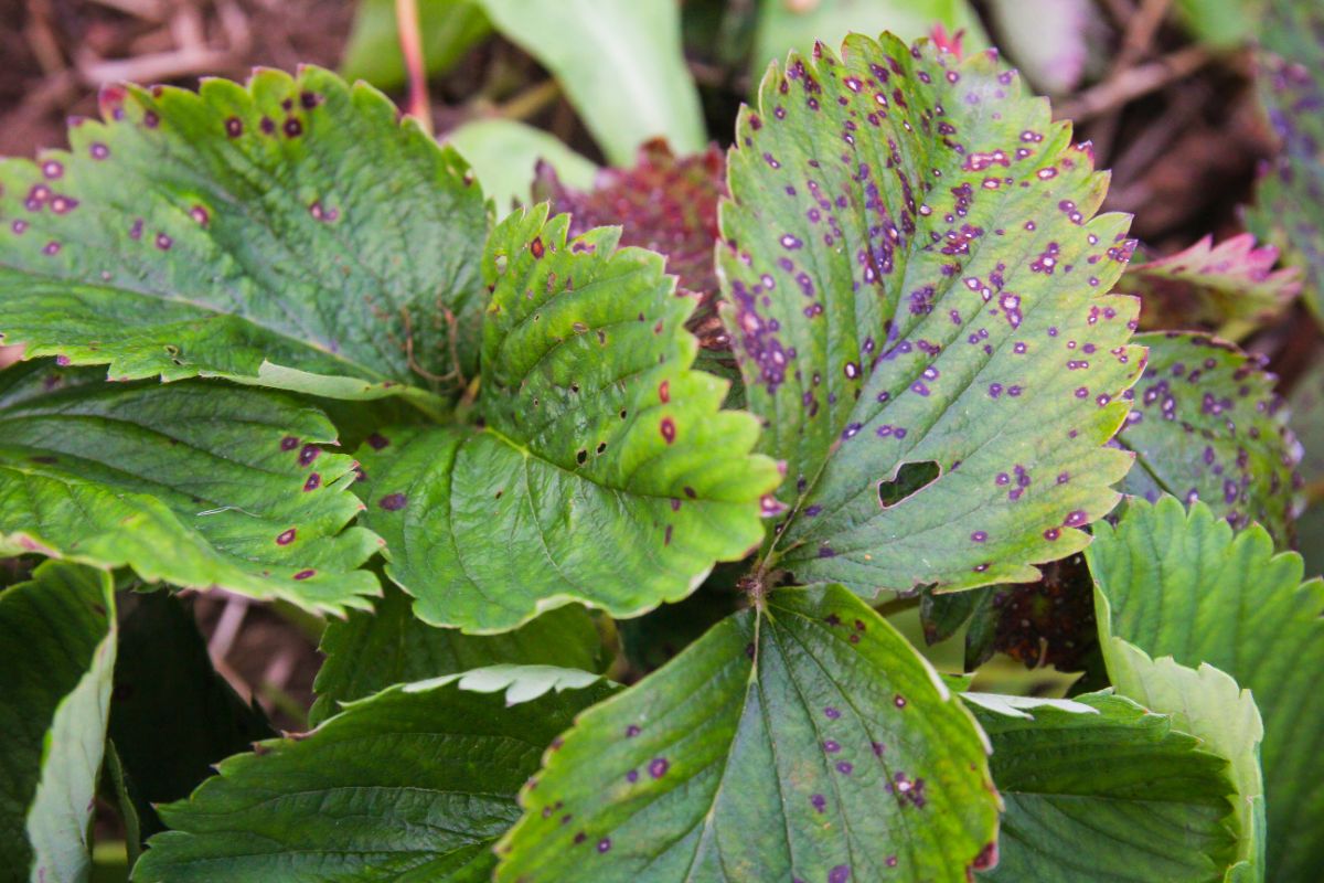 Strawberry disease on leaves