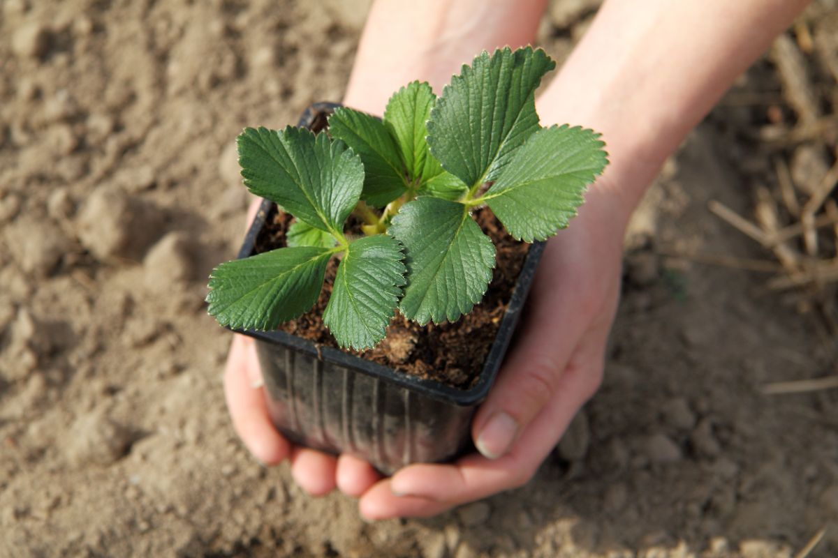 Child holding strawberry seedling in black pot over soil