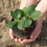 Gardener hold young strawberry plant in platic black pot, soil background