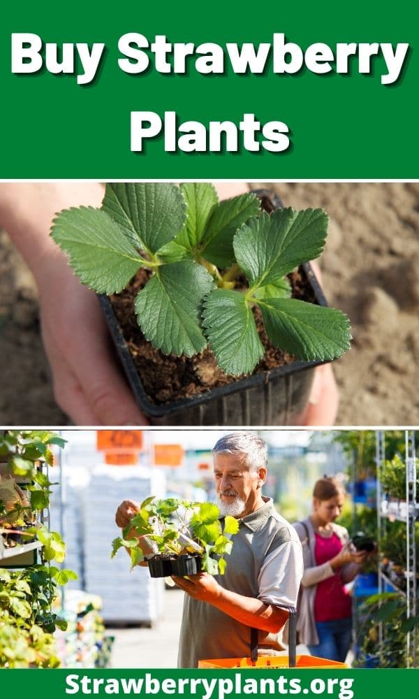 Buy Strawberry Plants The Definitive Guide (Updated 2022)