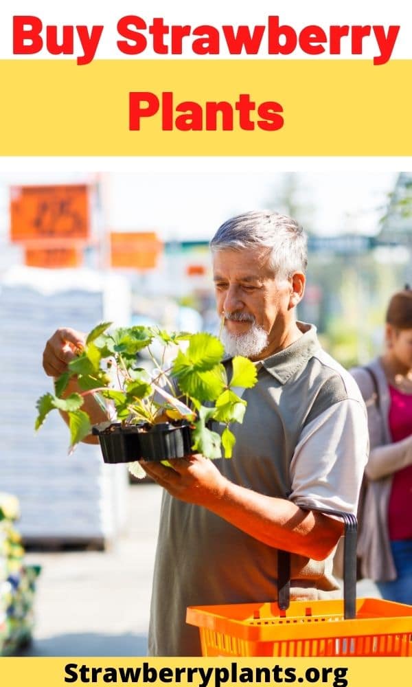 Buy Strawberry Plants The Definitive Guide (Updated 2022)