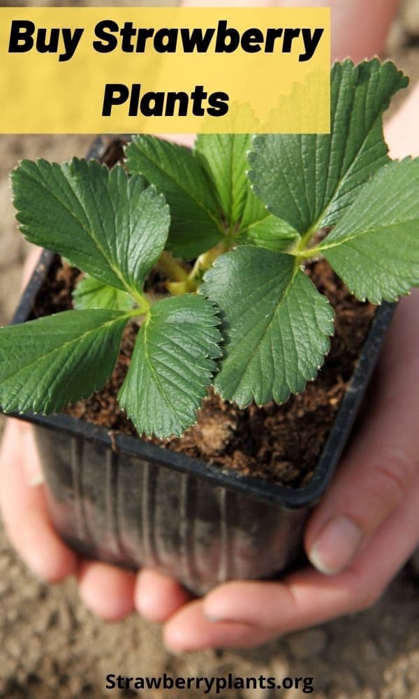Buy Strawberry Plants The Definitive Guide (Updated 2022)