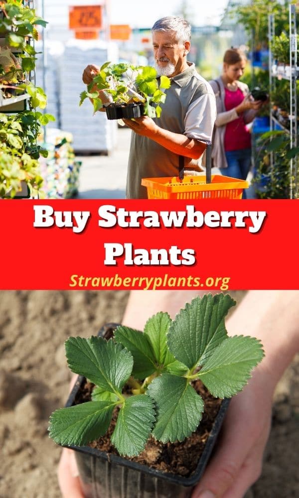 Buy Strawberry Plants The Definitive Guide (Updated 2022)