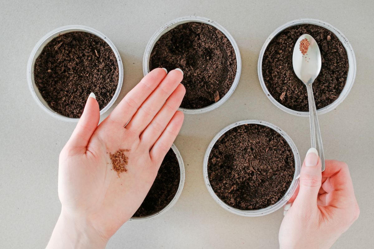 Woman hold spoon with seeds, in left hand holding strawberry seeds over small pots with soil