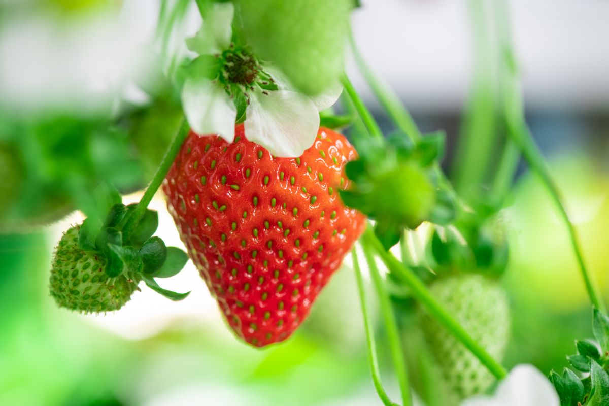 Close shot of ripe strawberry fruit with flower and small unripe fruits around