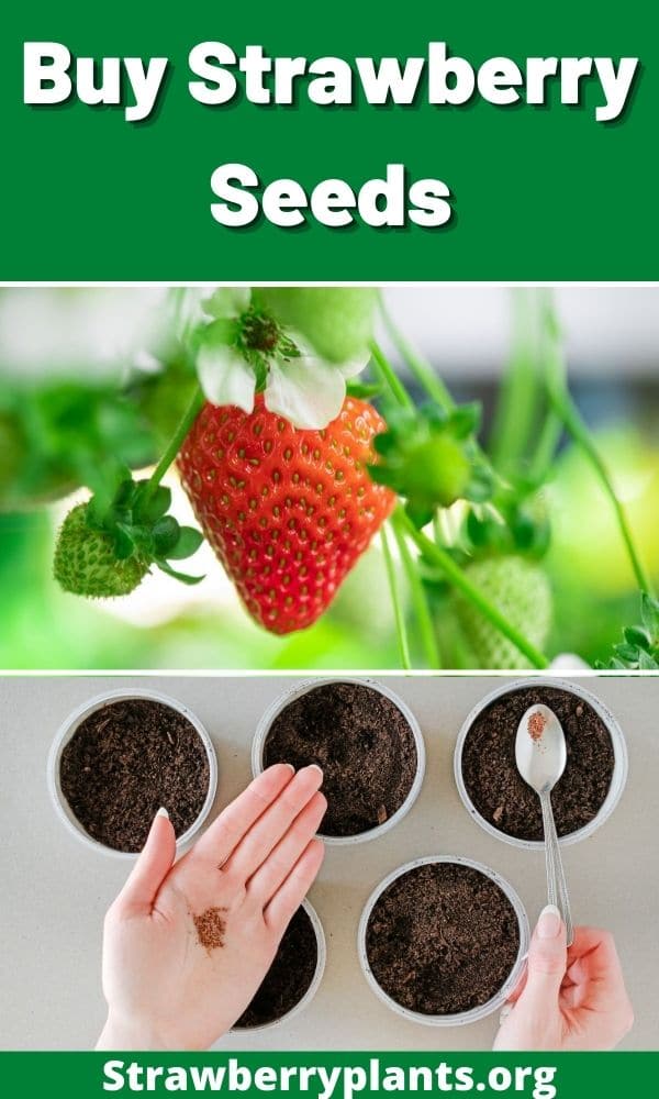 Buy Strawberry Seeds Directory)
