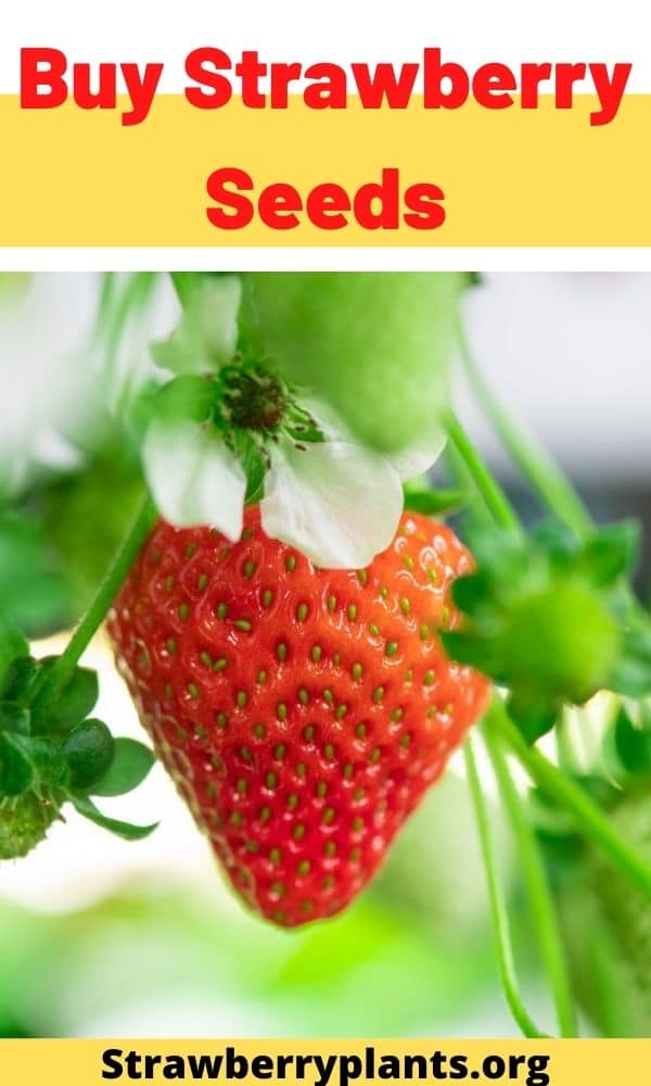 Buy Strawberry Seeds Directory)