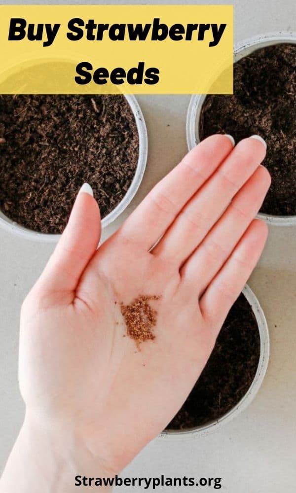 Buy Strawberry Seeds Directory)