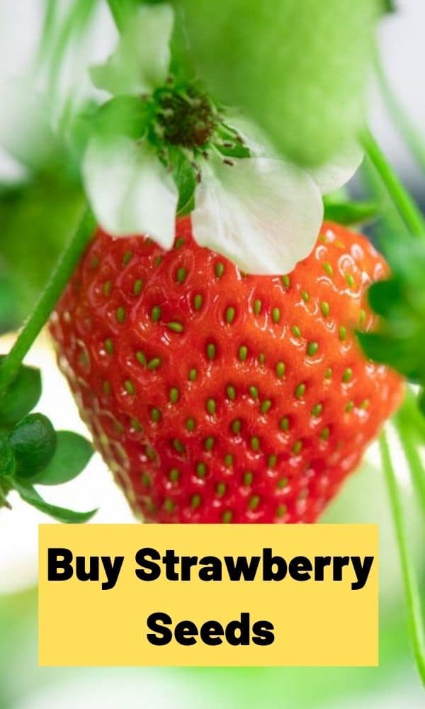 Buy Strawberry Seeds Directory)