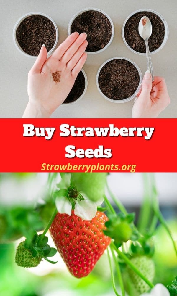 Buy Strawberry Seeds Directory)