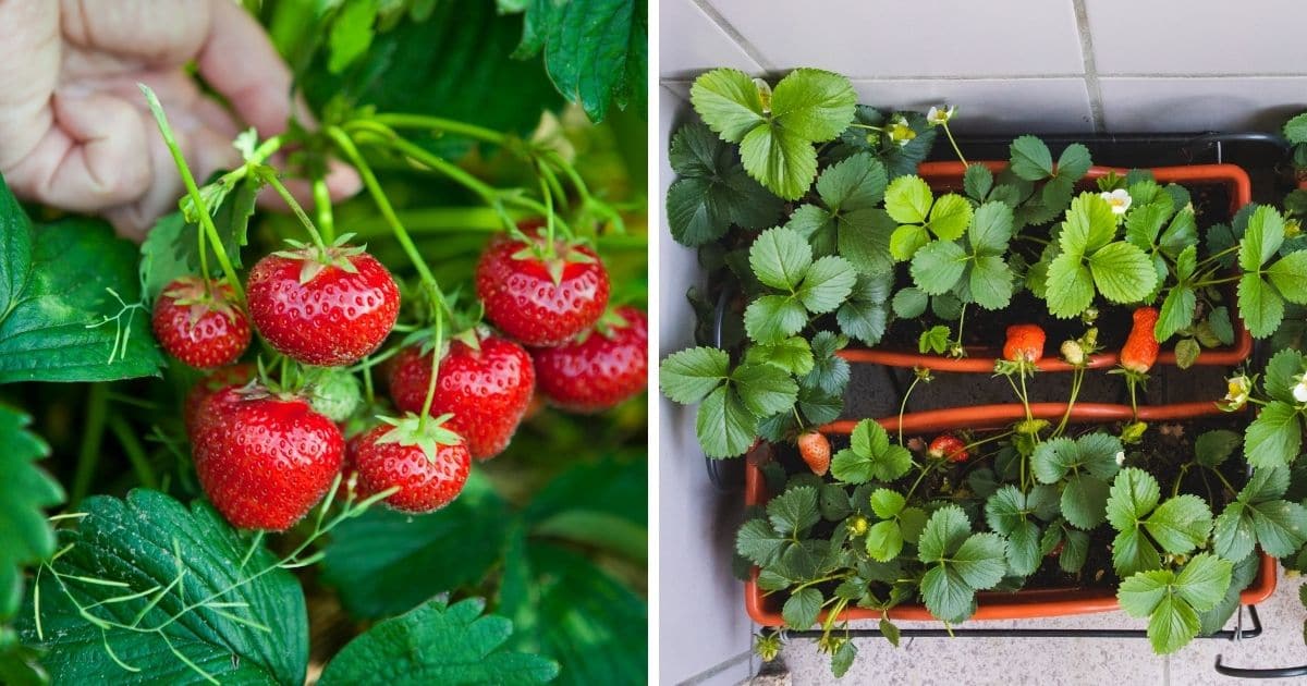 Can Strawberries Grow In Shade – Choosing Strawberries For Shade