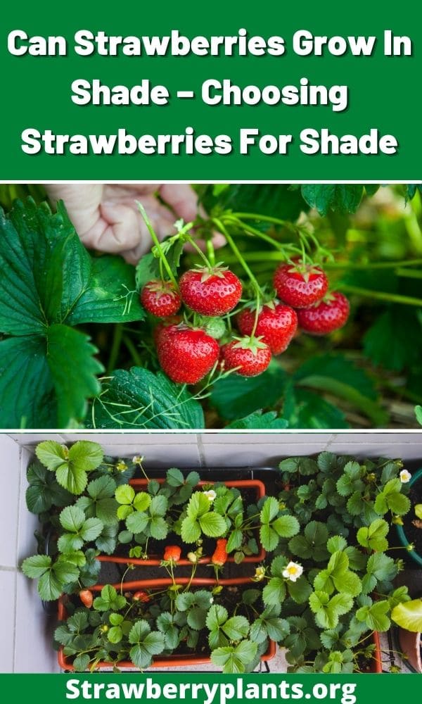 Can Strawberries Grow In Shade – Choosing Strawberries For Shade