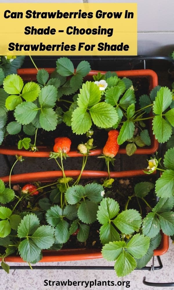 Can Strawberries Grow In Shade Choosing Strawberries For Shade