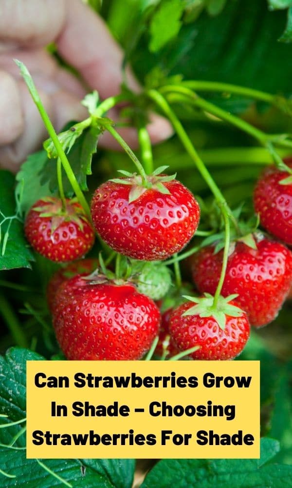 Can Strawberries Grow In Shade Choosing Strawberries For Shade
