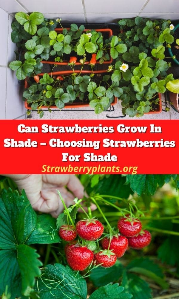 Can Strawberries Grow In Shade – Choosing Strawberries For Shade