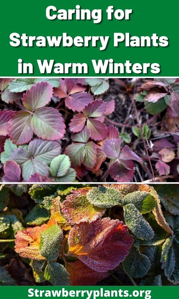 Caring for Strawberry Plants in Warm Winters Strawberry Plants