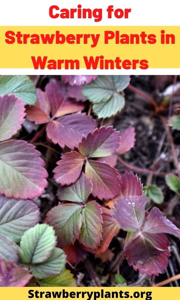 Caring for Strawberry Plants in Warm Winters Strawberry Plants