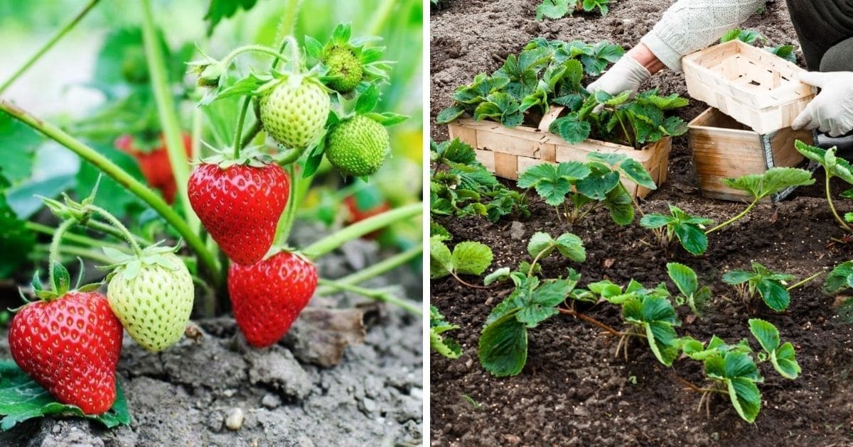 Chandler Strawberry Plants (All You Need to Know)