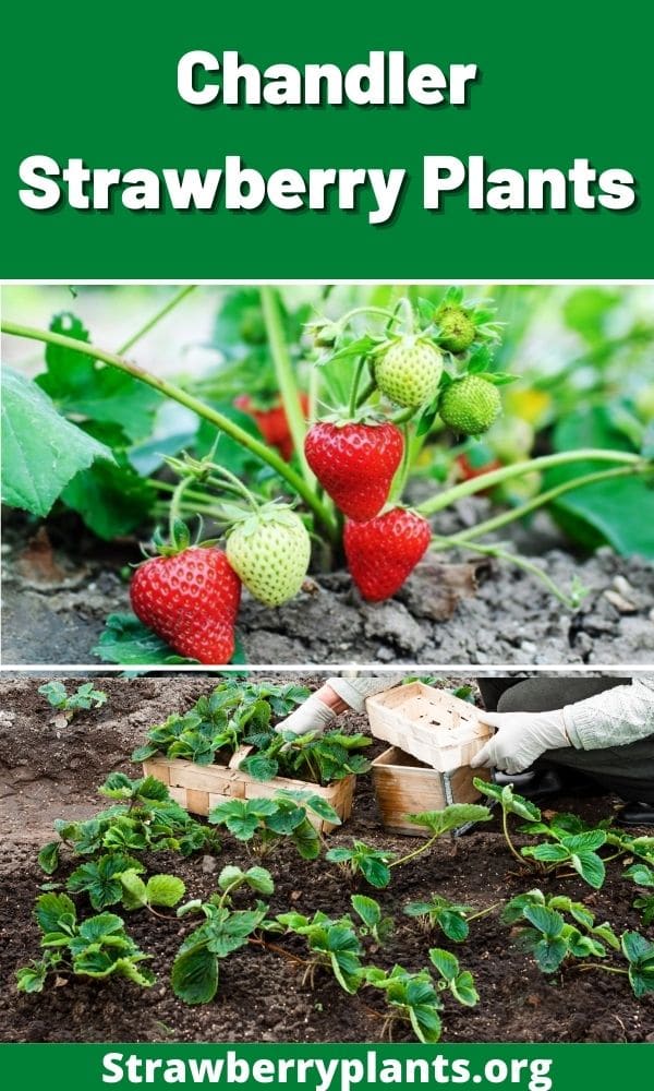 Chandler Strawberry Plants (All You Need to Know)