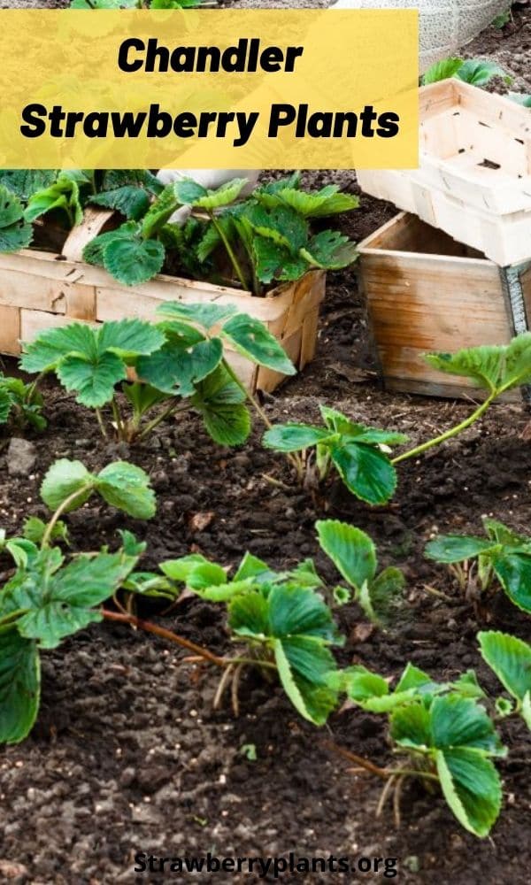 Chandler Strawberry Plants (All You Need to Know)