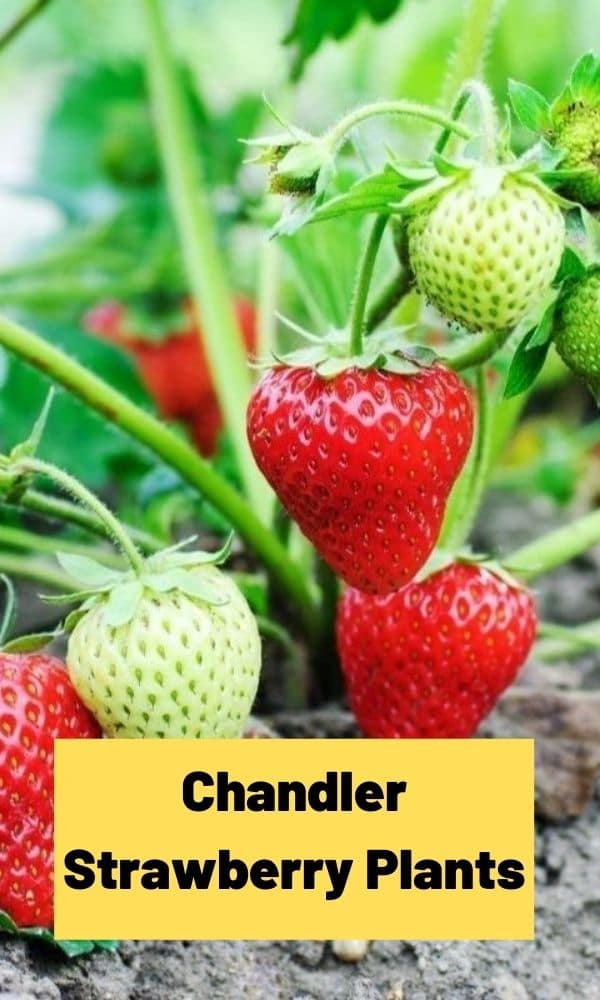 Chandler Strawberry Plants (All You Need to Know)