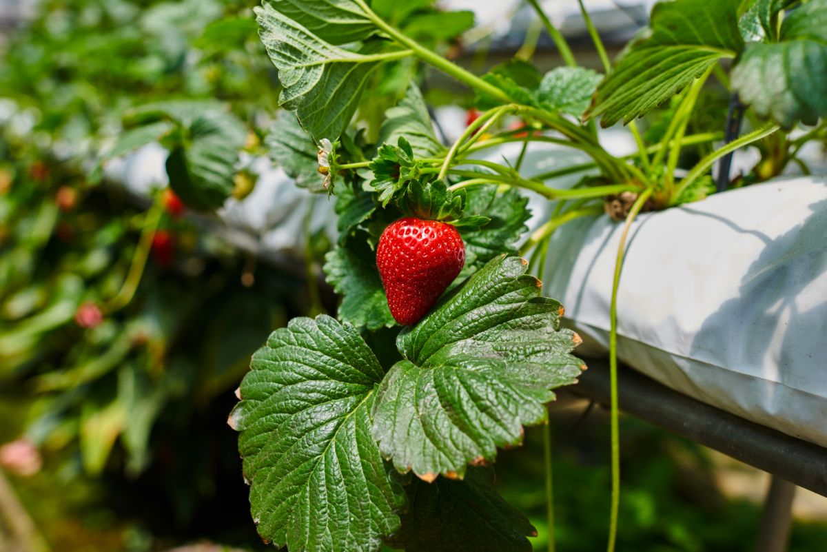 Ripe strawberry fruit hanging on plant at hydroponic farm