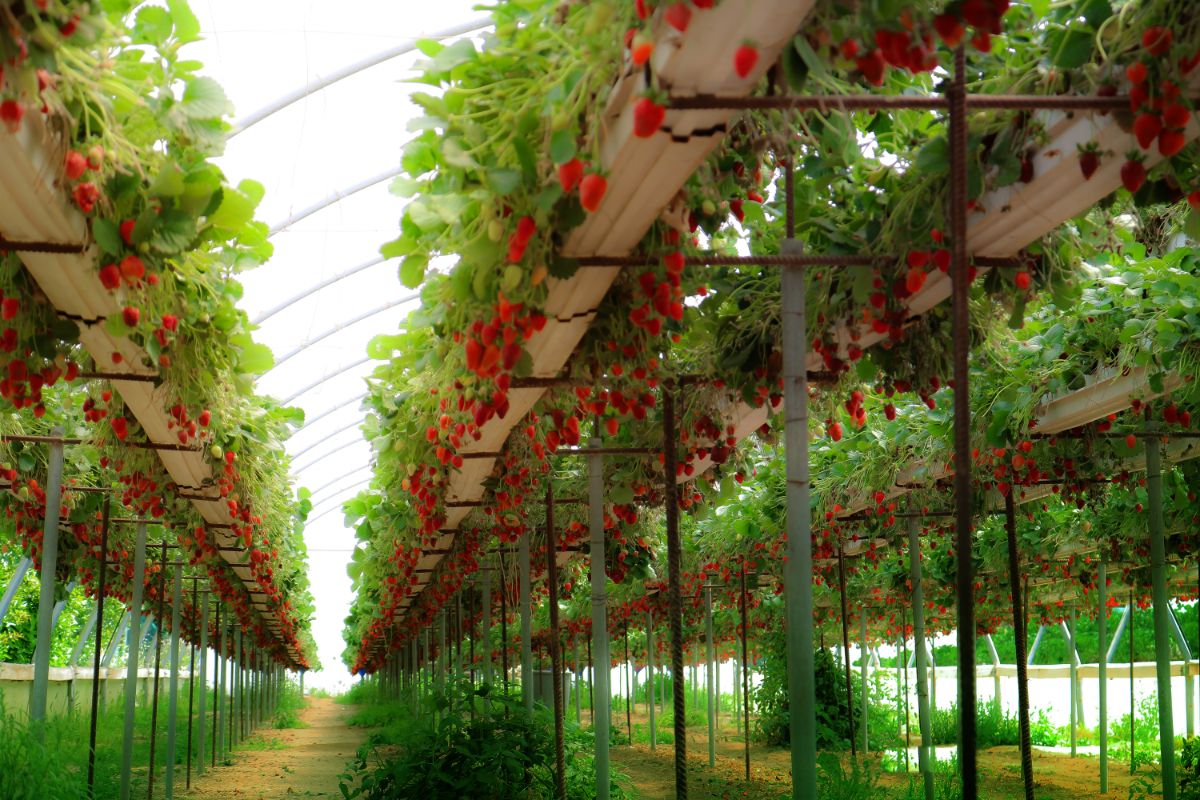 Bottom shot of big hydroponic strawberry farm with many shelves nad plants with  ripe fruits