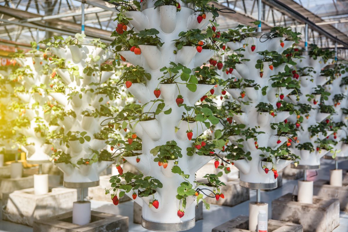 Modenr hydroponic strawberry farm